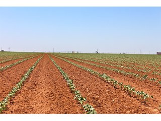 Tract 4 - LAND AUCTION - 658+/- ACRES OFFERED IN 5 TRACTS IN HOCKLEY CO.. TEXAS
